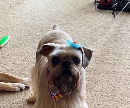 Rockbrook Animal Clinic