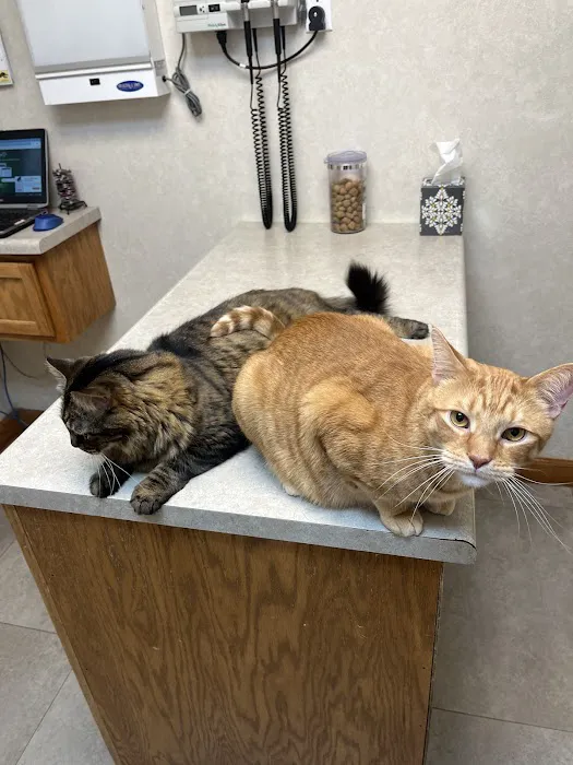 Rockbrook Animal Clinic Picture 6