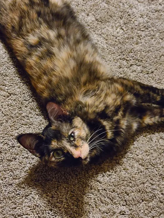 Rockbrook Animal Clinic Picture 8