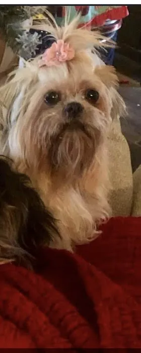 Dermatology for Animals - Omaha Picture 1