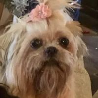 Dermatology for Animals - Omaha ico