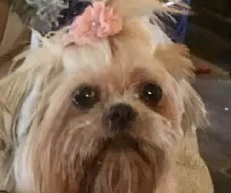 Dermatology for Animals - Omaha