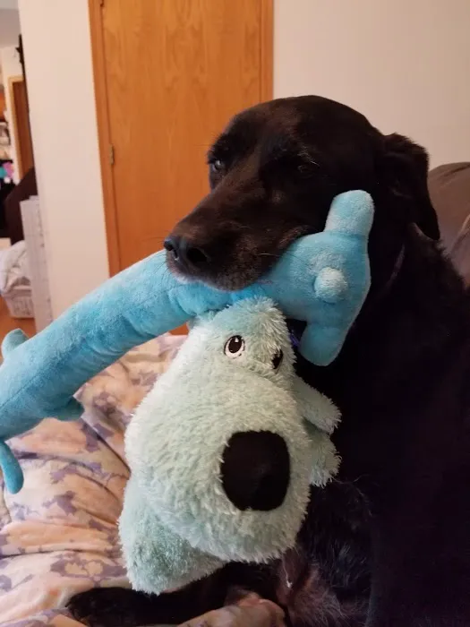 Dermatology for Animals - Omaha Picture 5