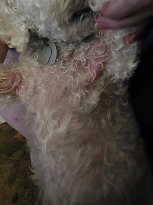 Dermatology for Animals - Omaha Picture 2