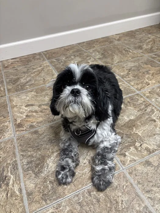 Dermatology for Animals - Omaha Picture 4