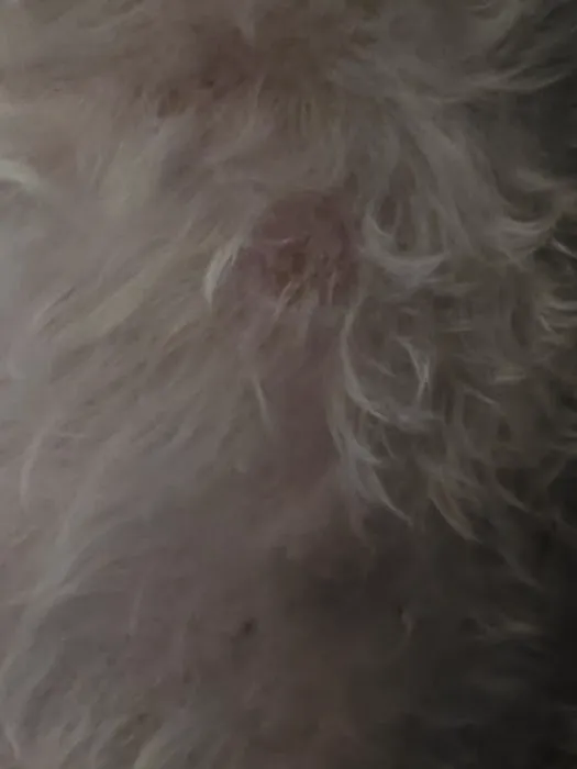 Dermatology for Animals - Omaha Picture 3