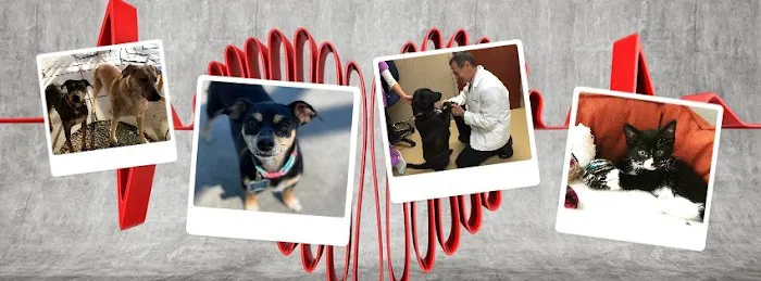 Dermatology for Animals - Omaha Picture 7