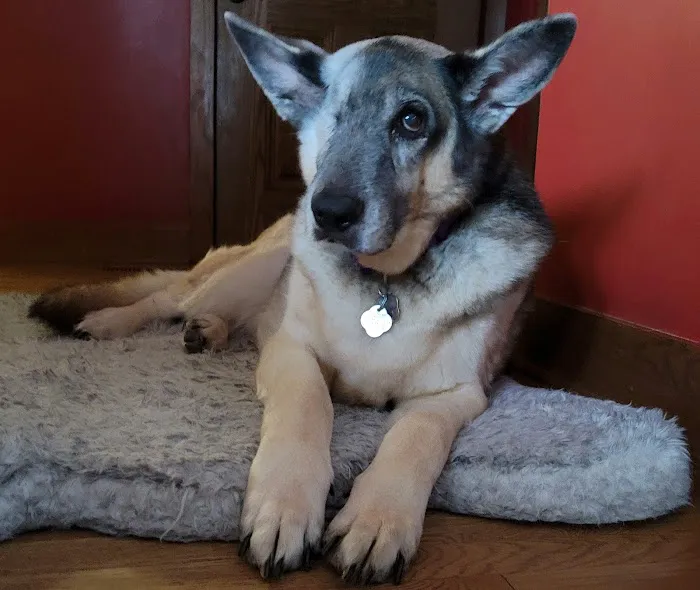 Ridgeview Animal Hospital Picture 2