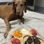 Ridgeview Animal Hospital