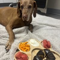 Ridgeview Animal Hospital ico