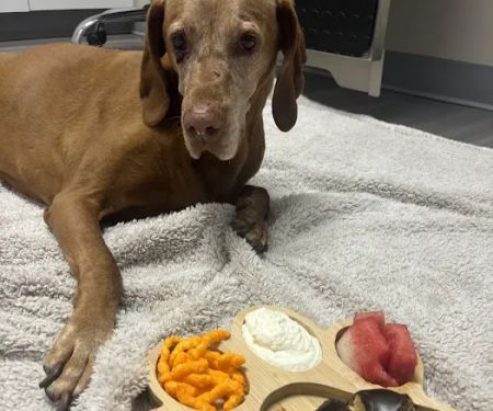 Ridgeview Animal Hospital