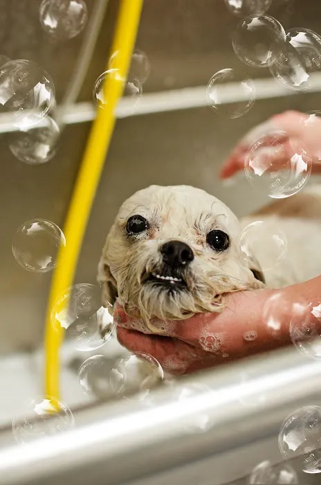 Ridgeview Animal Hospital Picture 9