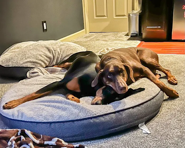 Elkhorn South Veterinary Clinic Picture 2