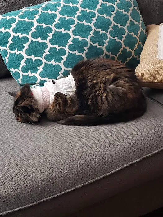 Elkhorn South Veterinary Clinic Picture 4