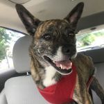 Harvey Oaks Animal Hospital