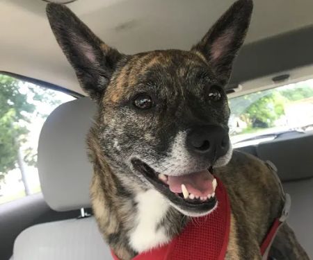 Harvey Oaks Animal Hospital