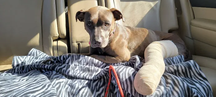 Harvey Oaks Animal Hospital Picture 6