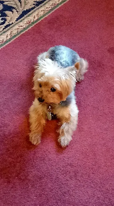 Harvey Oaks Animal Hospital Picture 3