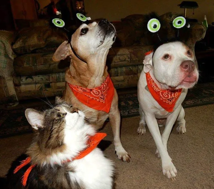 Harvey Oaks Animal Hospital Picture 9