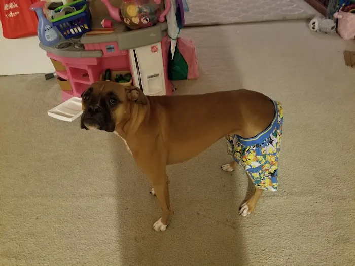 Harvey Oaks Animal Hospital Picture 7