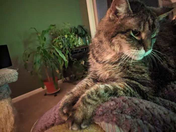 Harvey Oaks Animal Hospital Picture 10