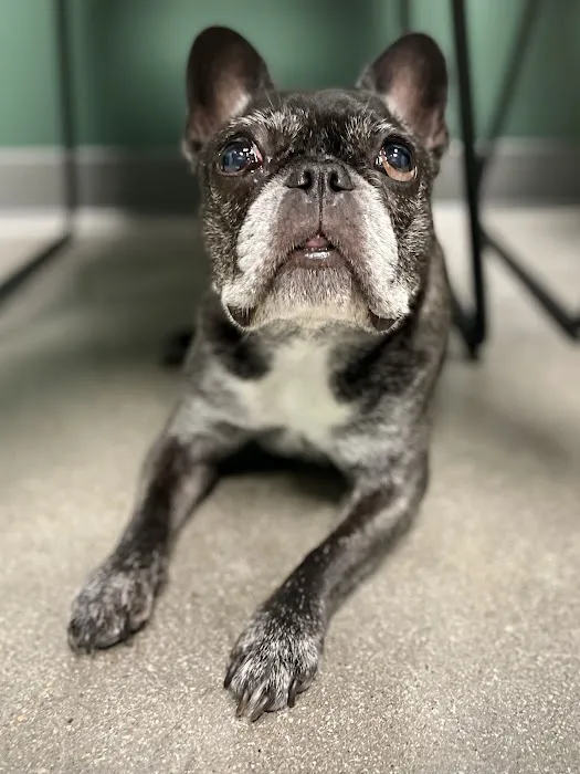 Southpaw Veterinary Clinic and Emergency Care Picture 1