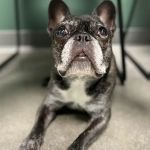 Southpaw Veterinary Clinic and Emergency Care