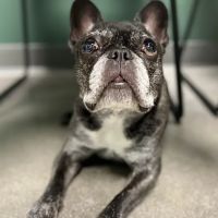 Southpaw Veterinary Clinic and Emergency Care ico