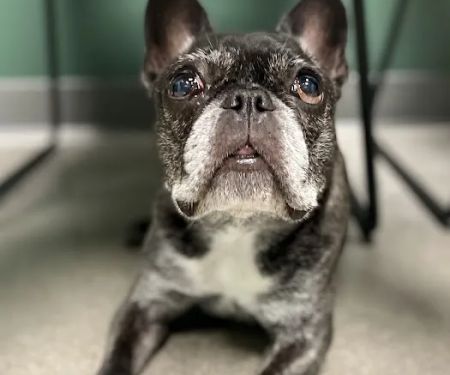 Southpaw Veterinary Clinic and Emergency Care