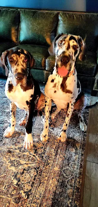 Southpaw Veterinary Clinic and Emergency Care Picture 3