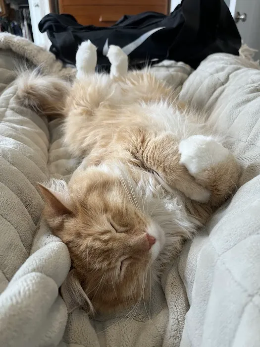 Southpaw Veterinary Clinic and Emergency Care Picture 4