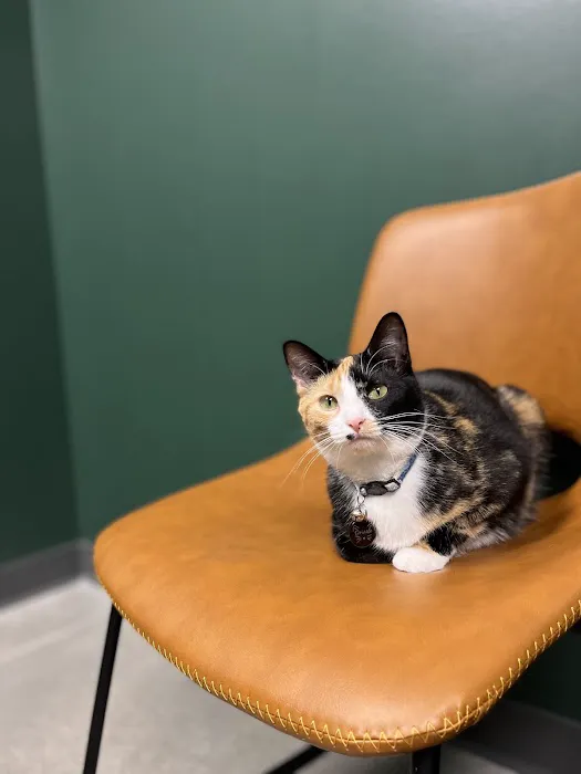 Southpaw Veterinary Clinic and Emergency Care Picture 2