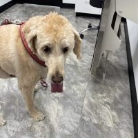 Coventry Veterinary Clinic ico