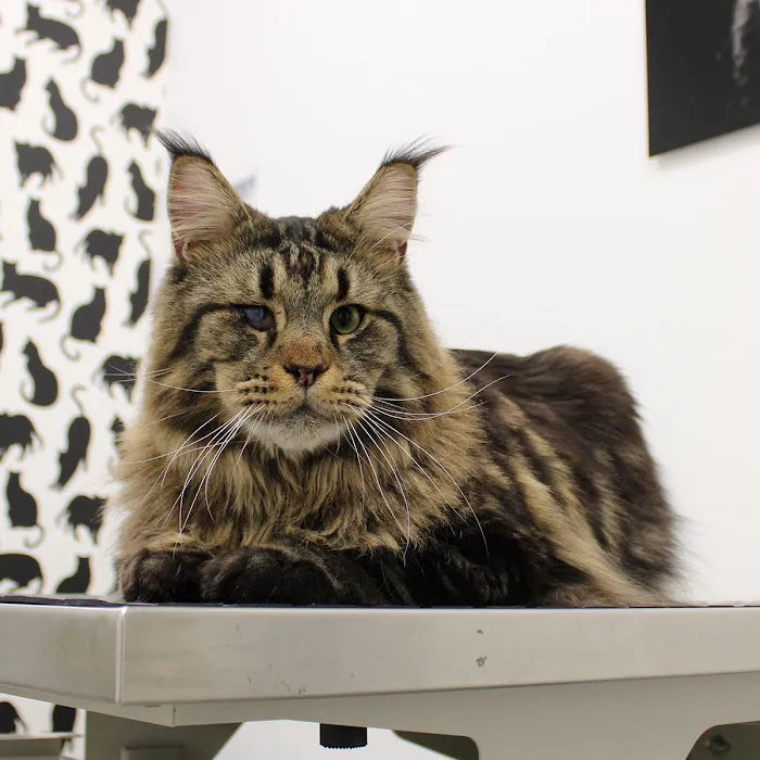 Coventry Veterinary Clinic Picture 6