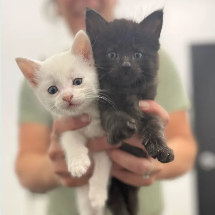 Coventry Veterinary Clinic Picture 5