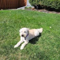 Millard West Veterinary Clinic ico