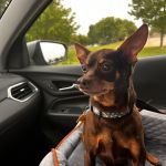 Banfield Pet Hospital