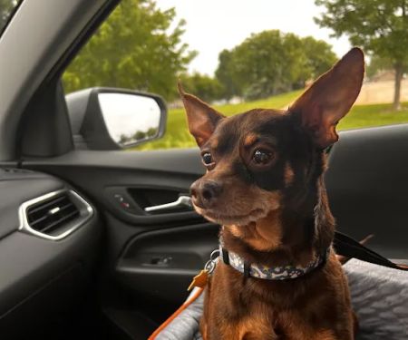 Banfield Pet Hospital