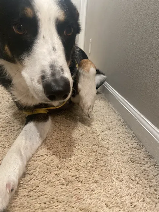 Urgent Pet Care West Picture 4