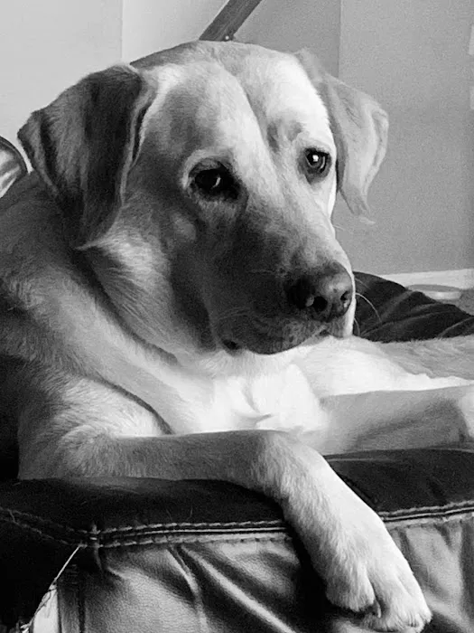 Urgent Pet Care West Picture 9