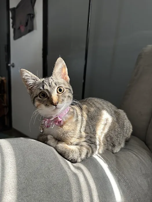 Vetco Total Care Animal Hospital Picture 5