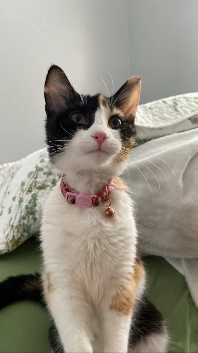 Vetco Total Care Animal Hospital Picture 10