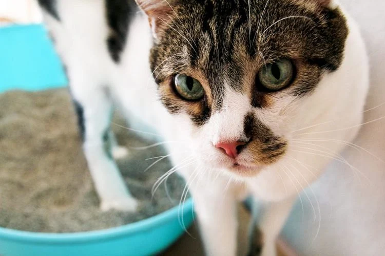 How to Prevent Cat Urinary Tract Issues Naturally | Effective Tips