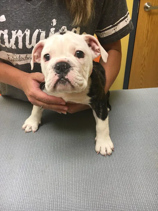 Cottner Creek Pet Clinic Picture 4