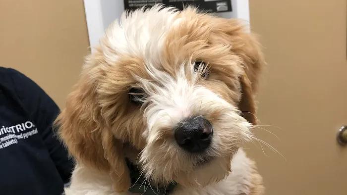 Cottner Creek Pet Clinic Picture 6