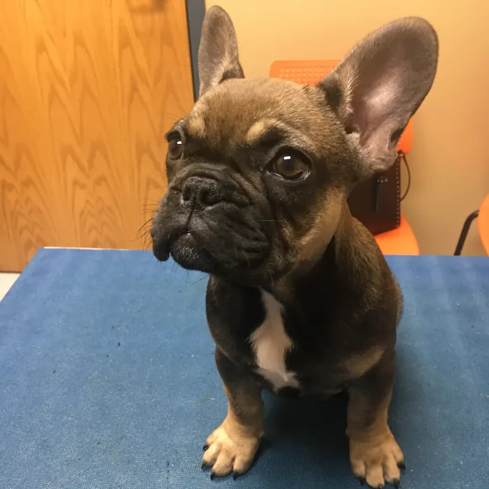 Cottner Creek Pet Clinic Picture 8