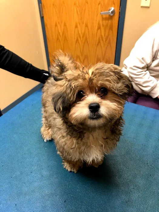 Cottner Creek Pet Clinic Picture 7