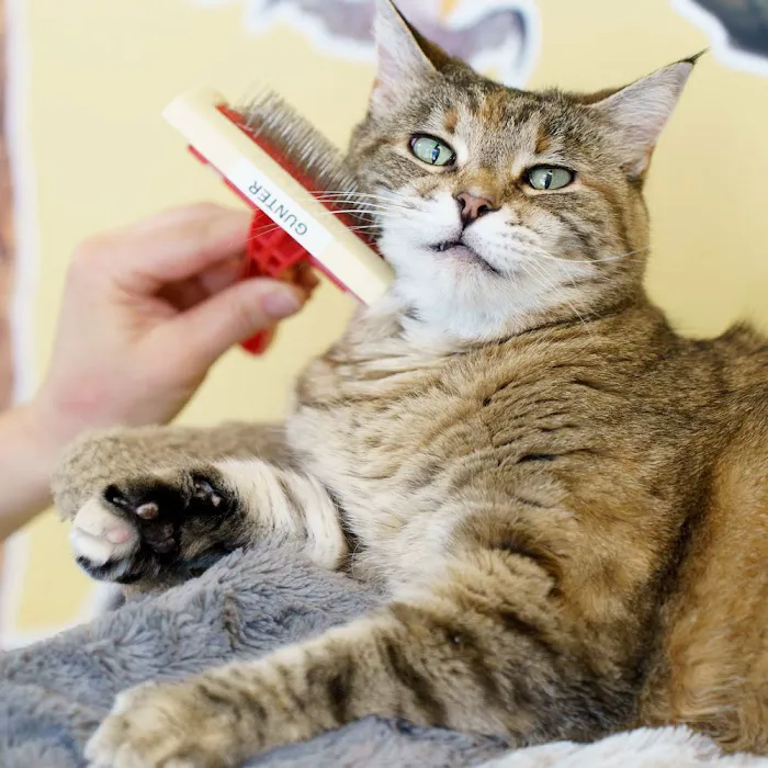 Omaha Vets Group Picture 3