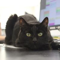 Omaha Vets Group ico