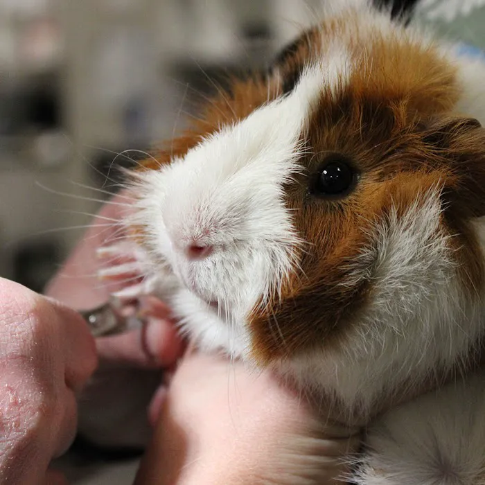 Omaha Vets Group Picture 4